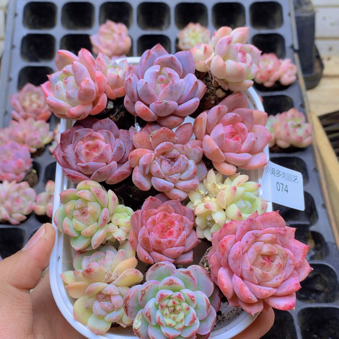 我要去看你了哦你074