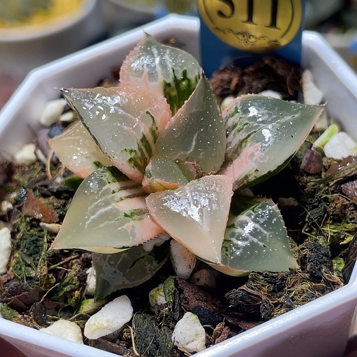 没****511酒吞锦特选福利