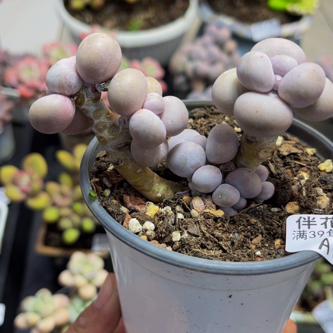 600/6cm芭比奶酪多肉植物