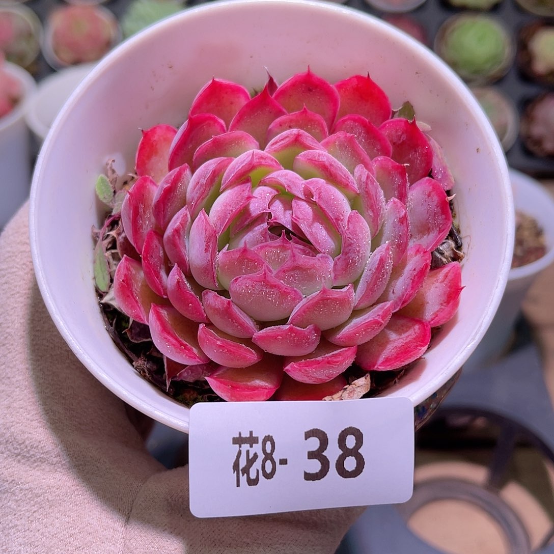 花利美8-38新品单头