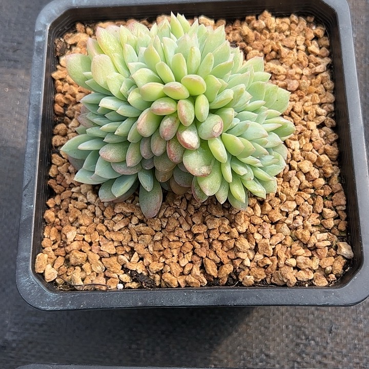 【闪购商品】全明星缀化