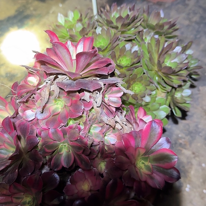 精品老桩福利特价27多肉