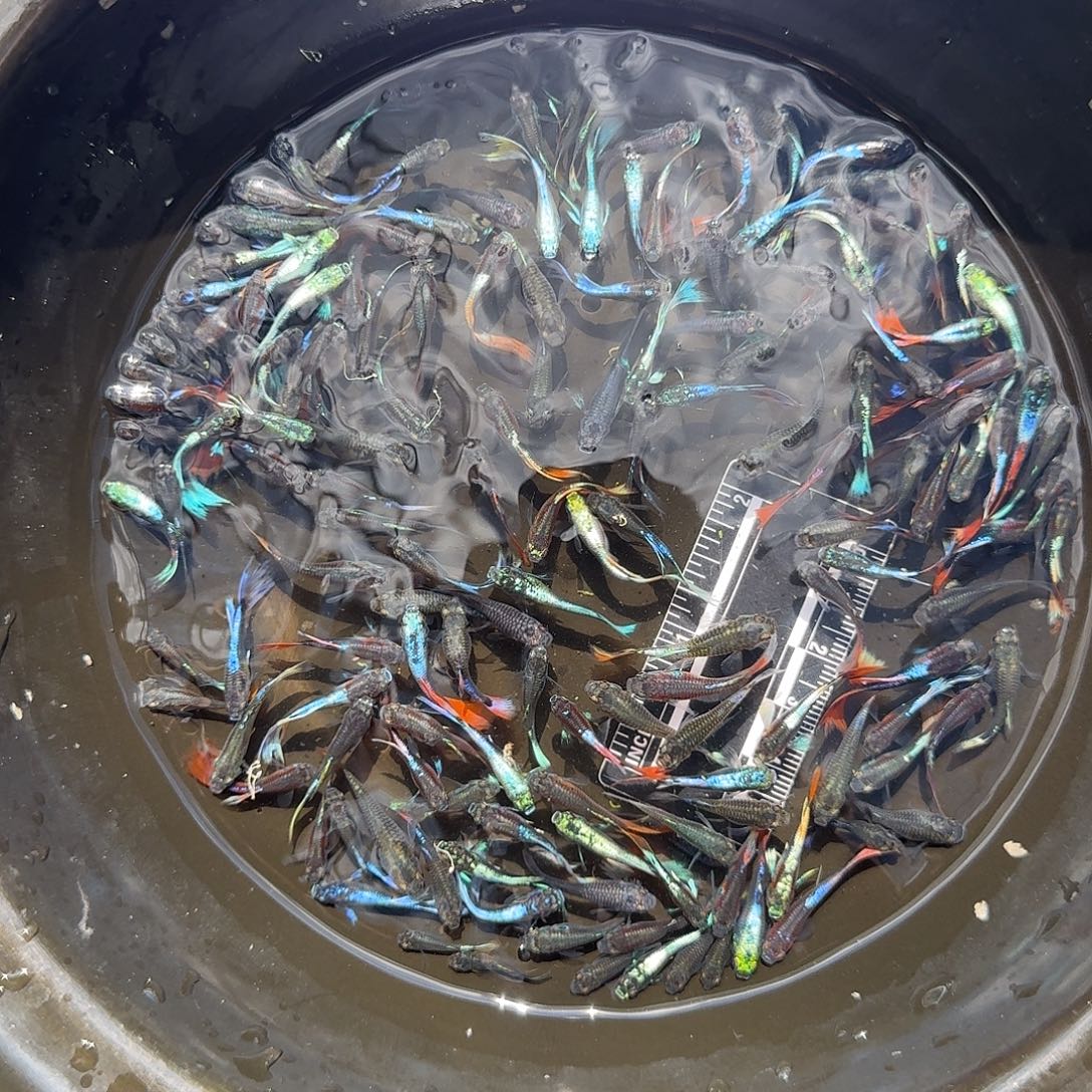 孔雀鱼精品杂袍混搭35条