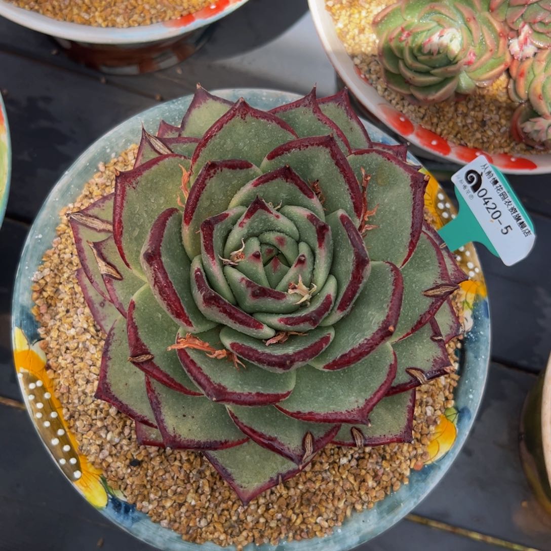 多肉一物一拍0420-5