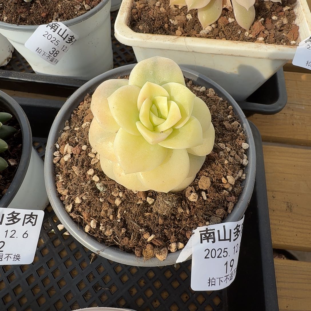 可爱玫瑰锦111126-19