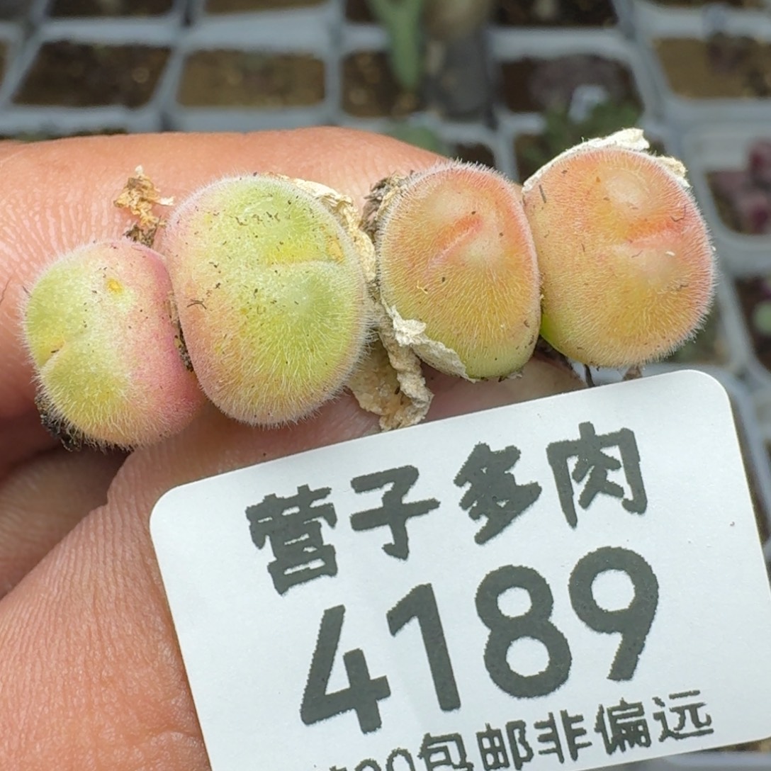 长毛5元两颗双头         