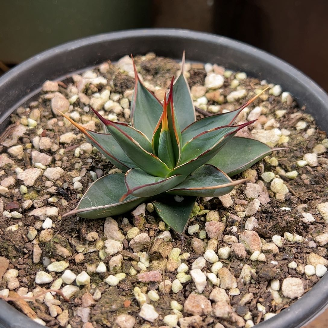 多肉植物魔针优选