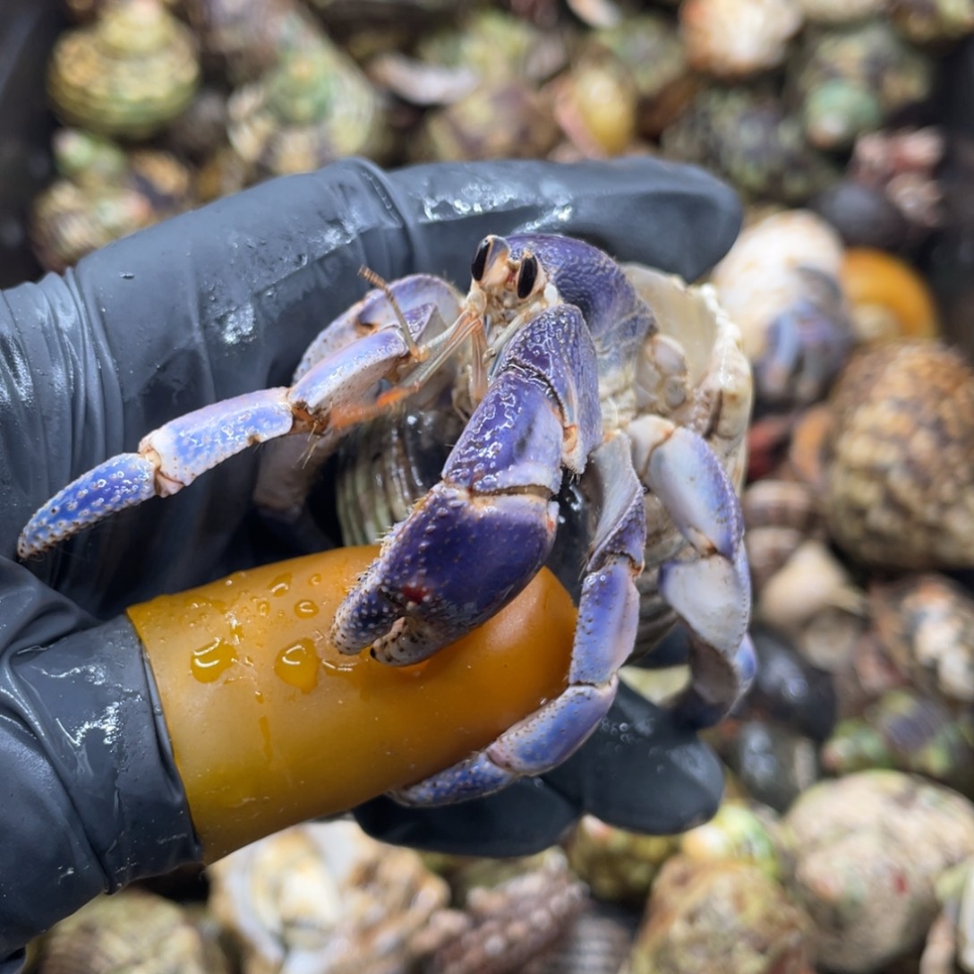 活体宠物不退不换131