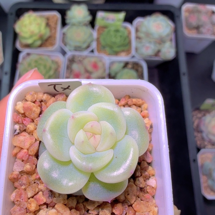 甜心192开播福利特特