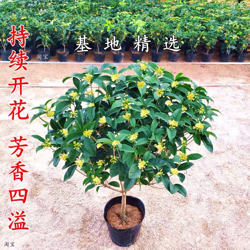 四季桂花月月桂（八年苗）开花带香味阳台庭院室内外好养花卉绿植