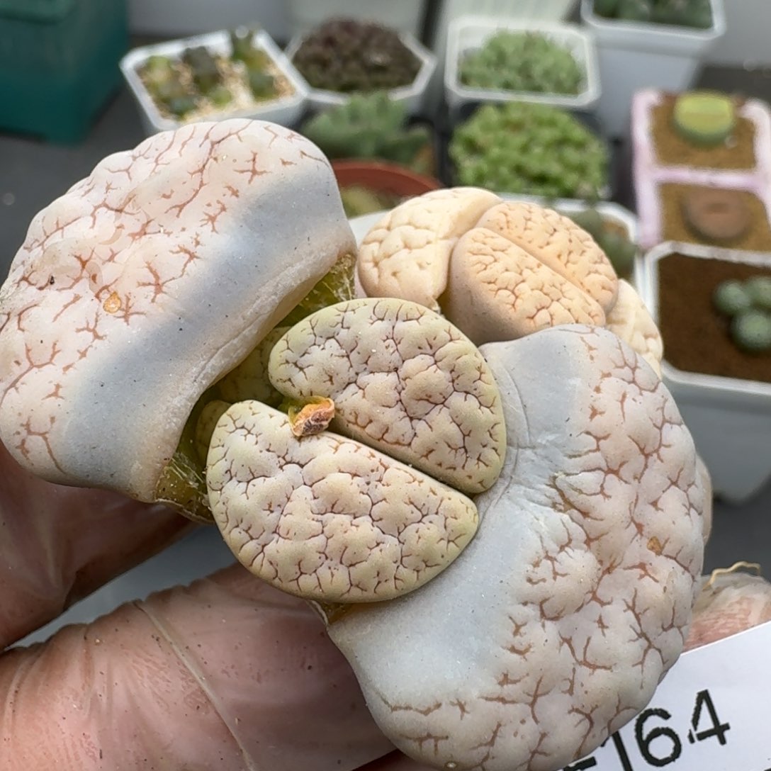 164多肉哈哈哈哈哈哈