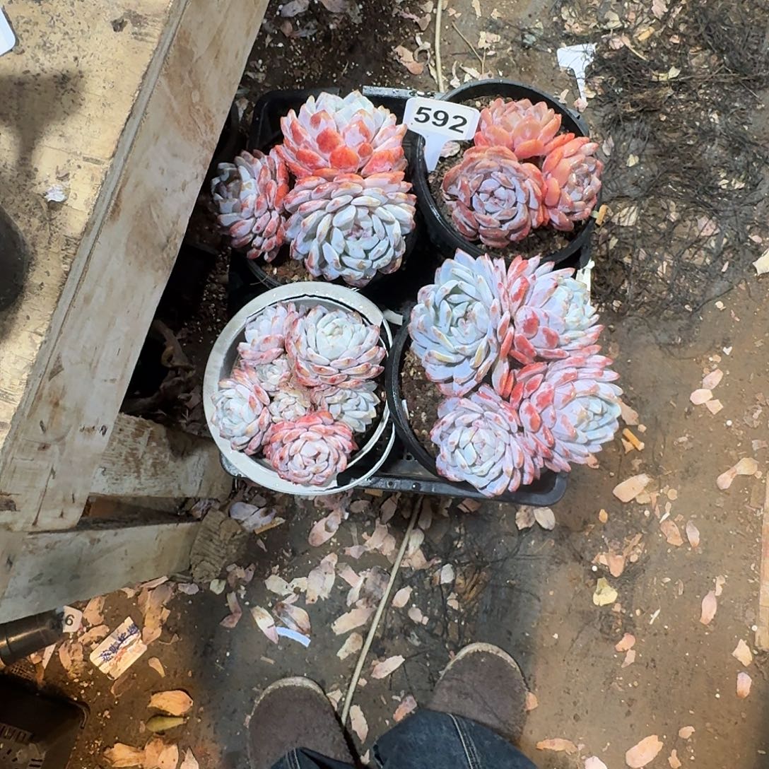 三***)592星影一筐一物一拍