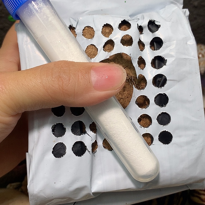 抽奖随单奔跑的寄居蟹