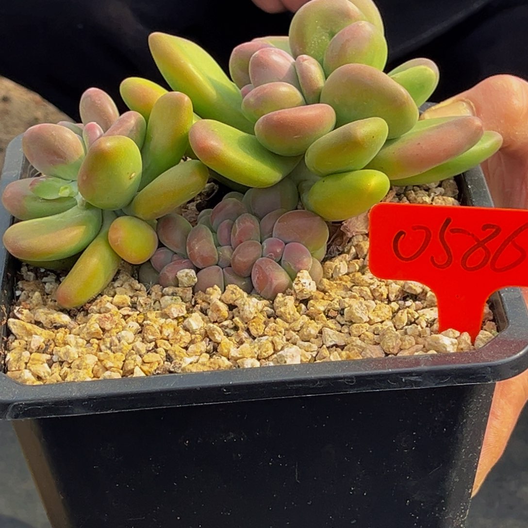 0586号上午多肉植物群生多肉植物