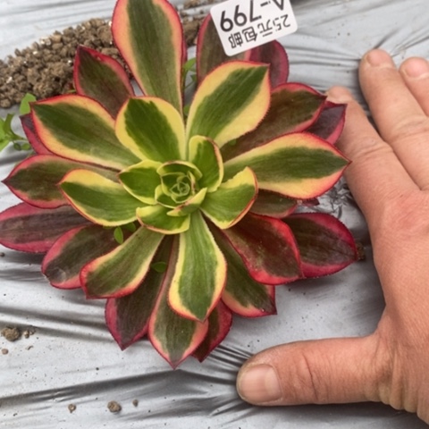 799魅影满25包邮多肉