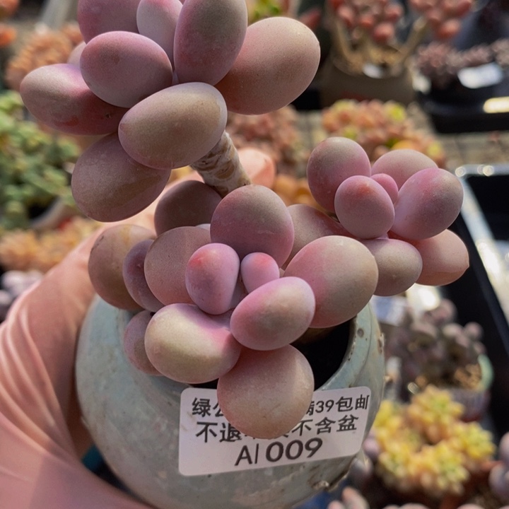 糖果桃蛋老桩1009多肉植物