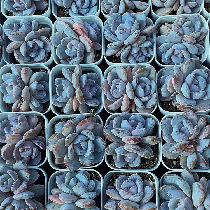 双头抹茶带盆土发货