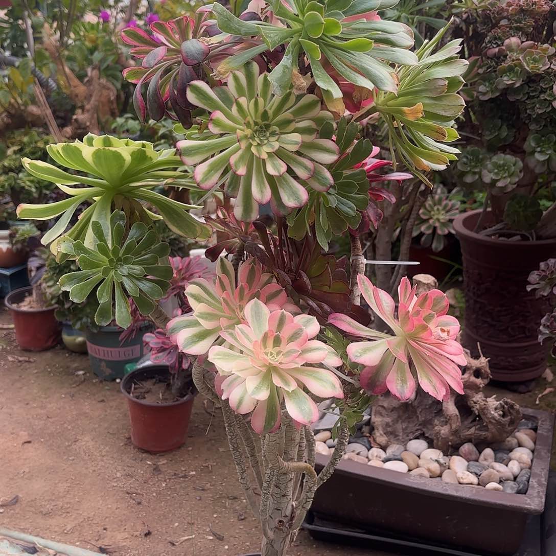 红陶哈哈哈哈哈哈就回家