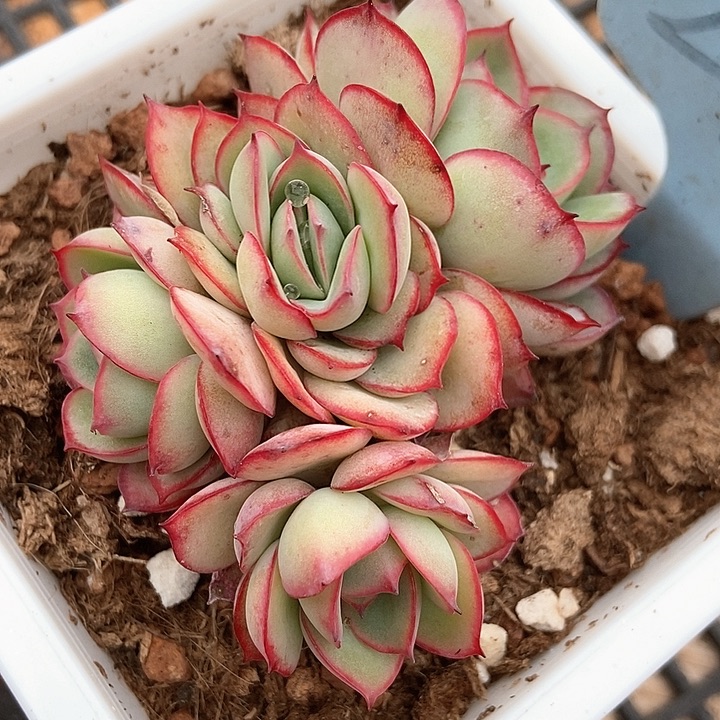 多肉植物牡丹亭2128