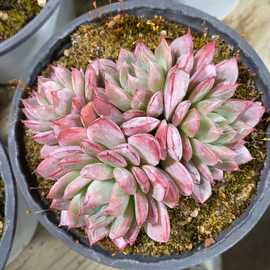 自助下单一物一拍多肉_过年可寄养问主播