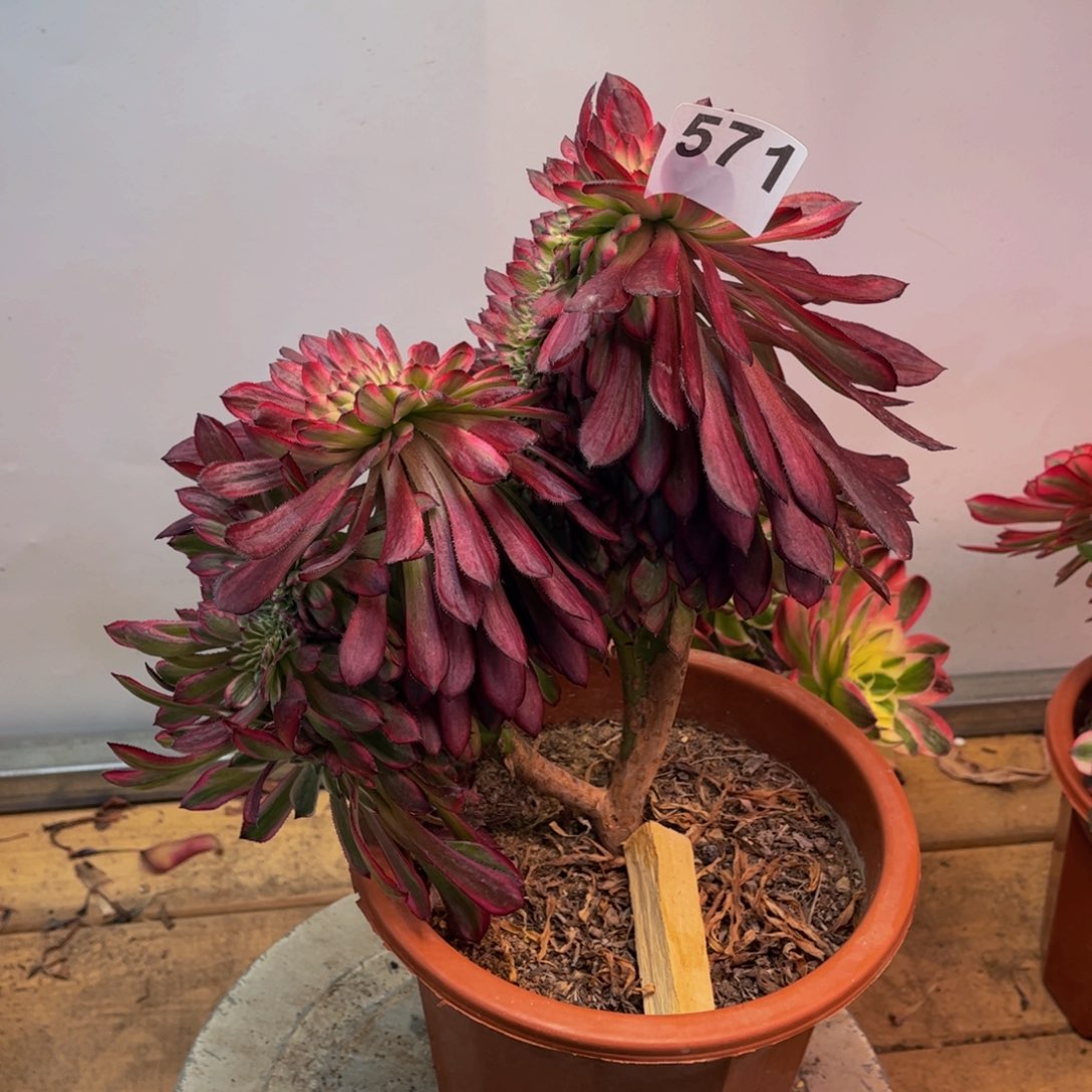 多肉植物红腹轮缀571