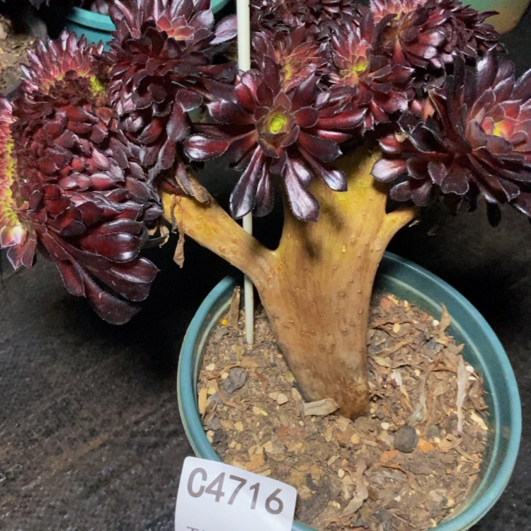 【闪购商品】4716多肉