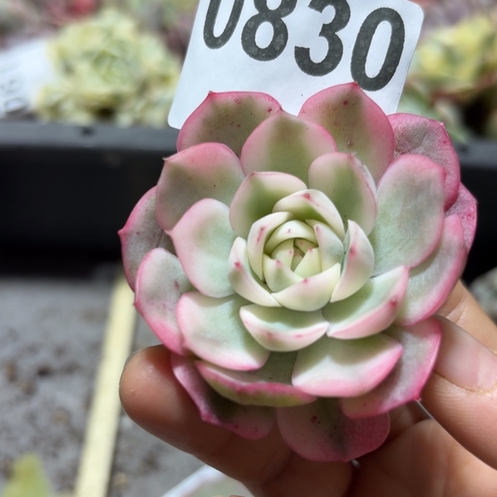 韩水晶多肉植物满18包邮当场凑单