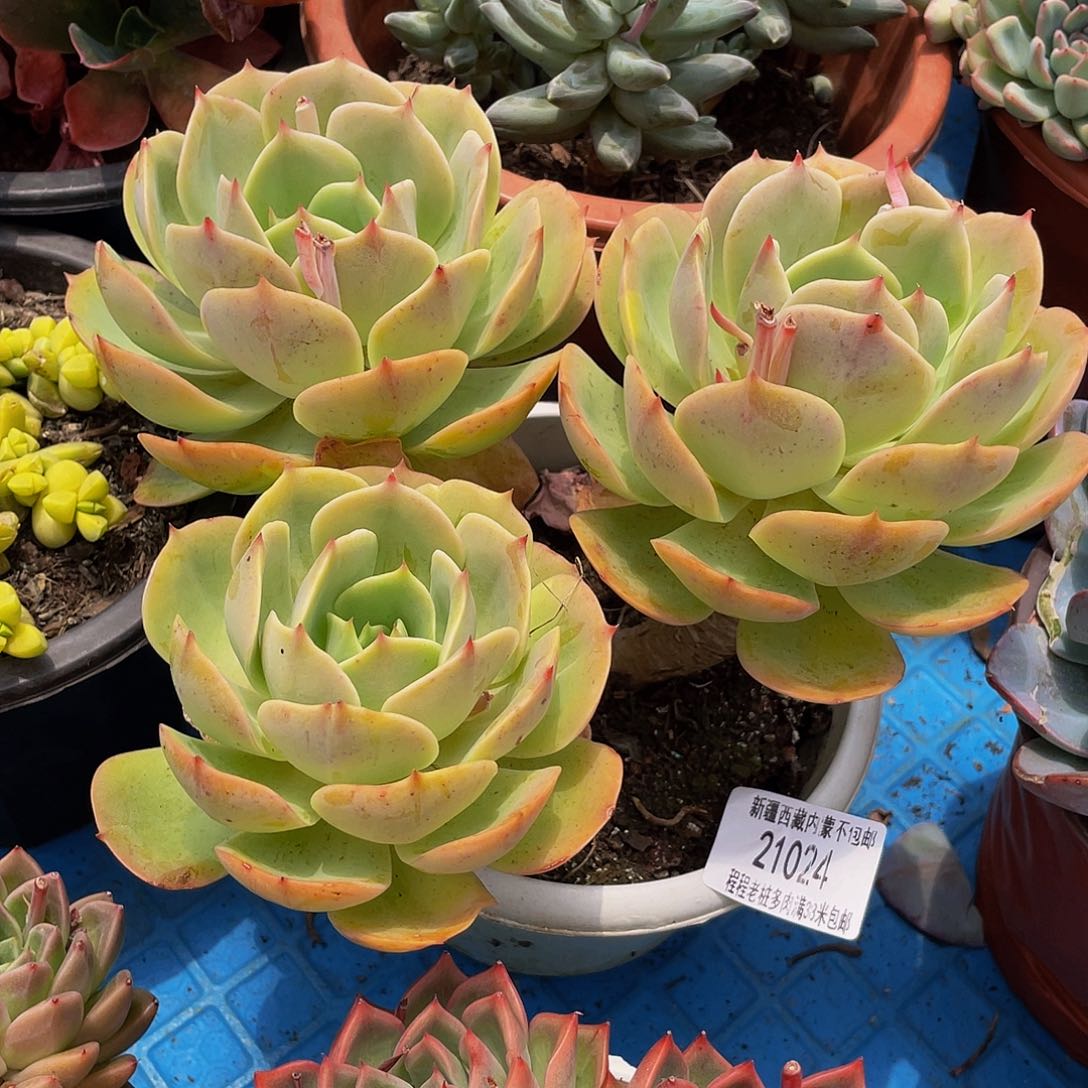 不****?白雪公主21 24多肉