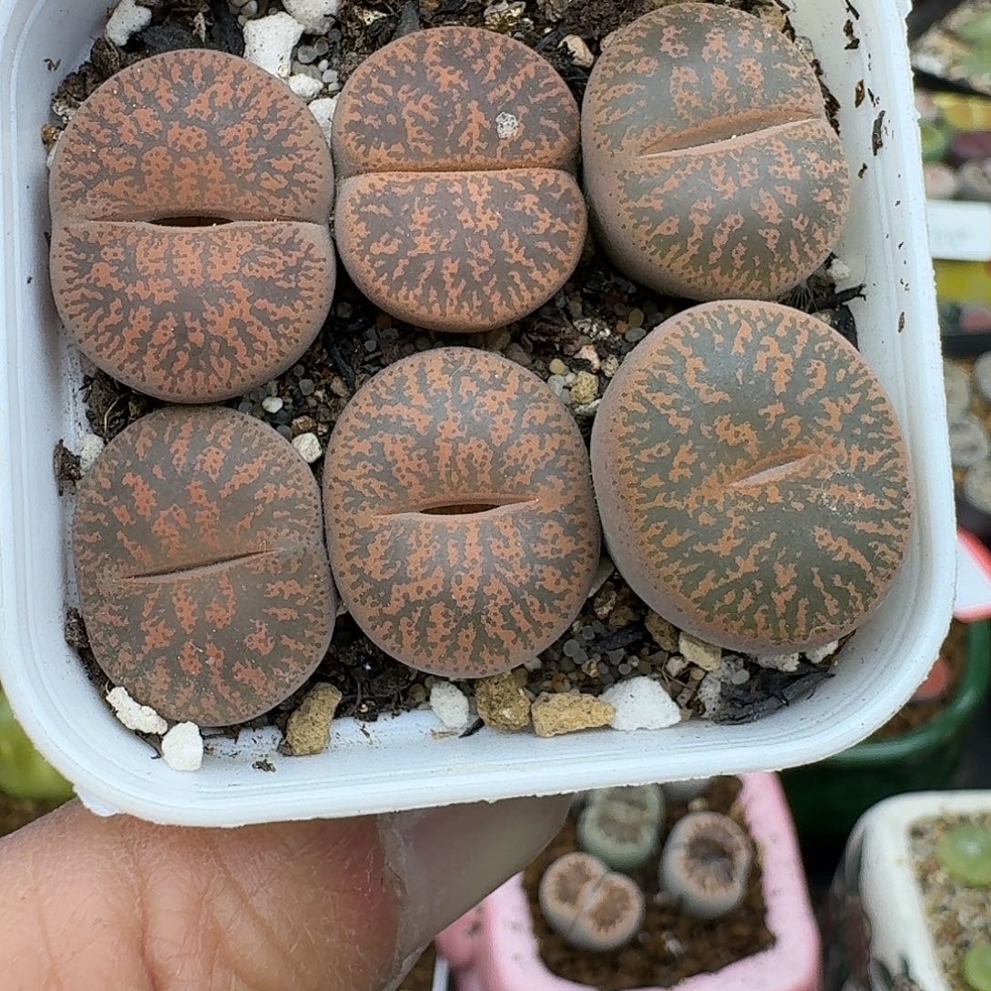 170多肉哈哈哈哈哈哈