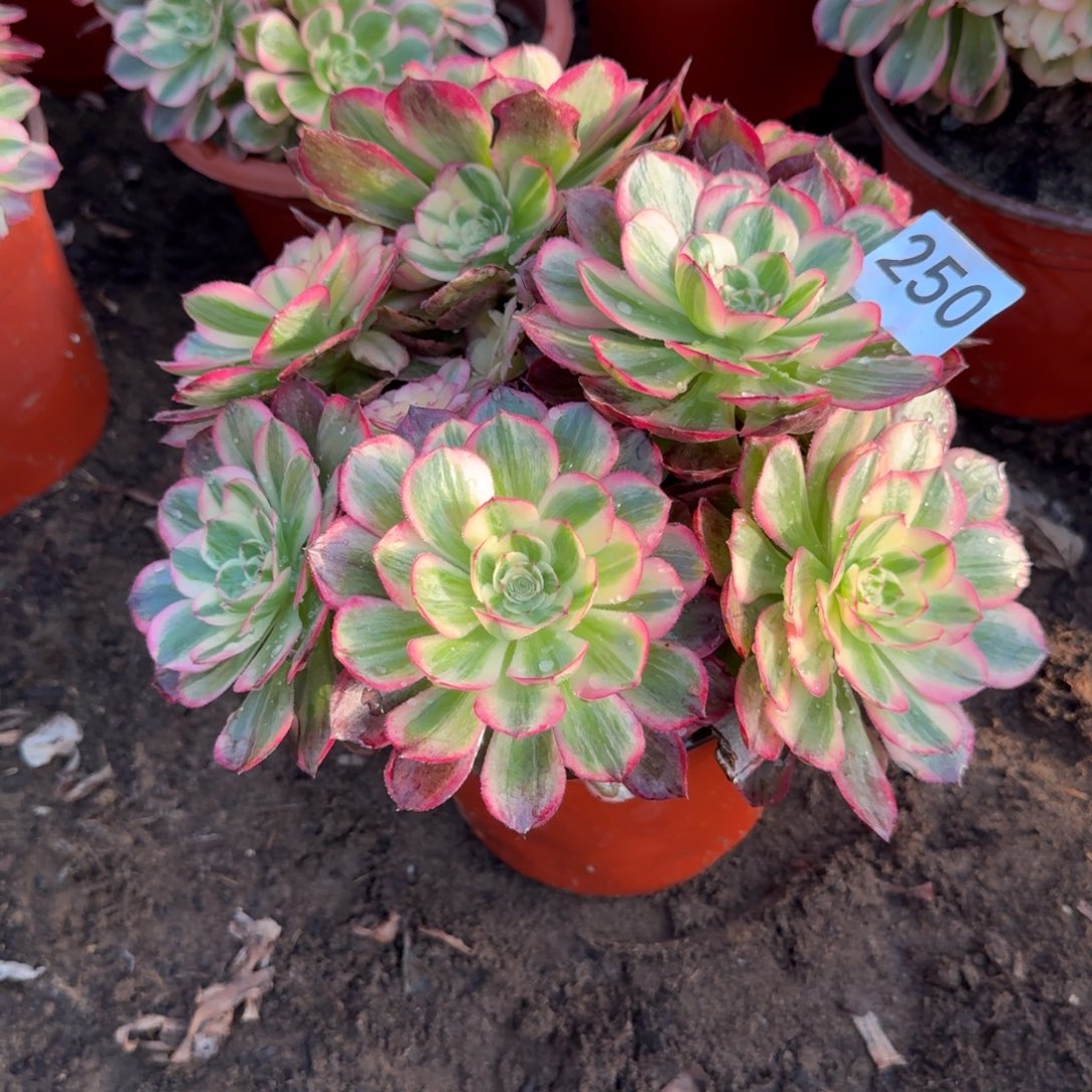 *****倾城之恋法师250号法师多肉