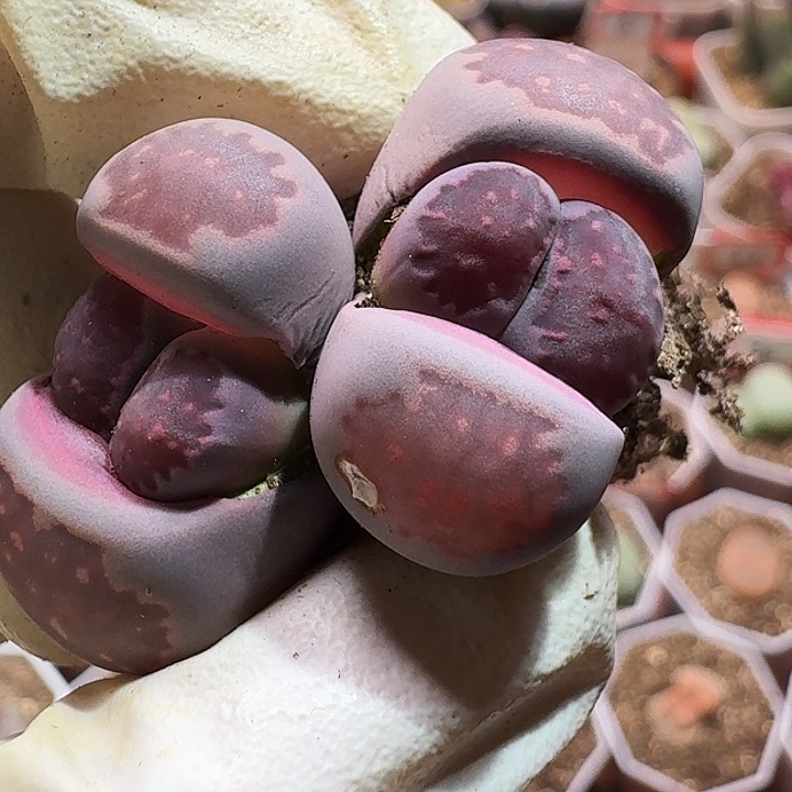 生石花1111111。   352