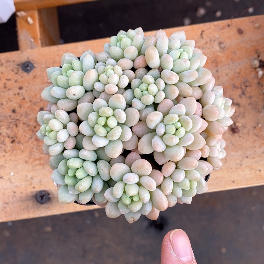 精品多肉一物一拍不包整4