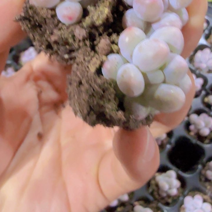 韩版汤圆五颗一组