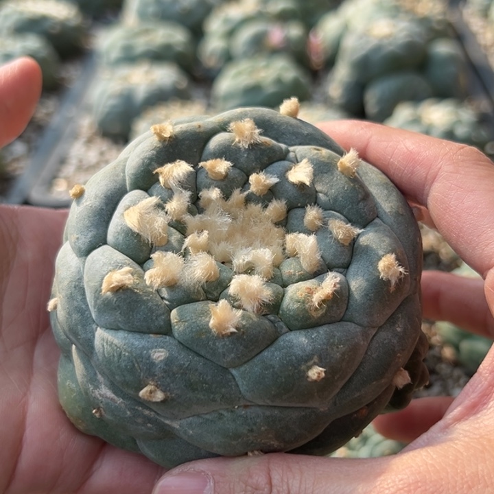 在94、无根 仙人球的故事是