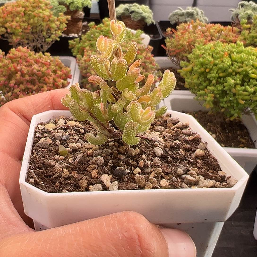 一物一拍冰糖锦12.25多肉