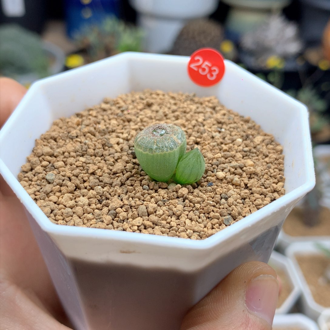 正版佛座箍带盆发货