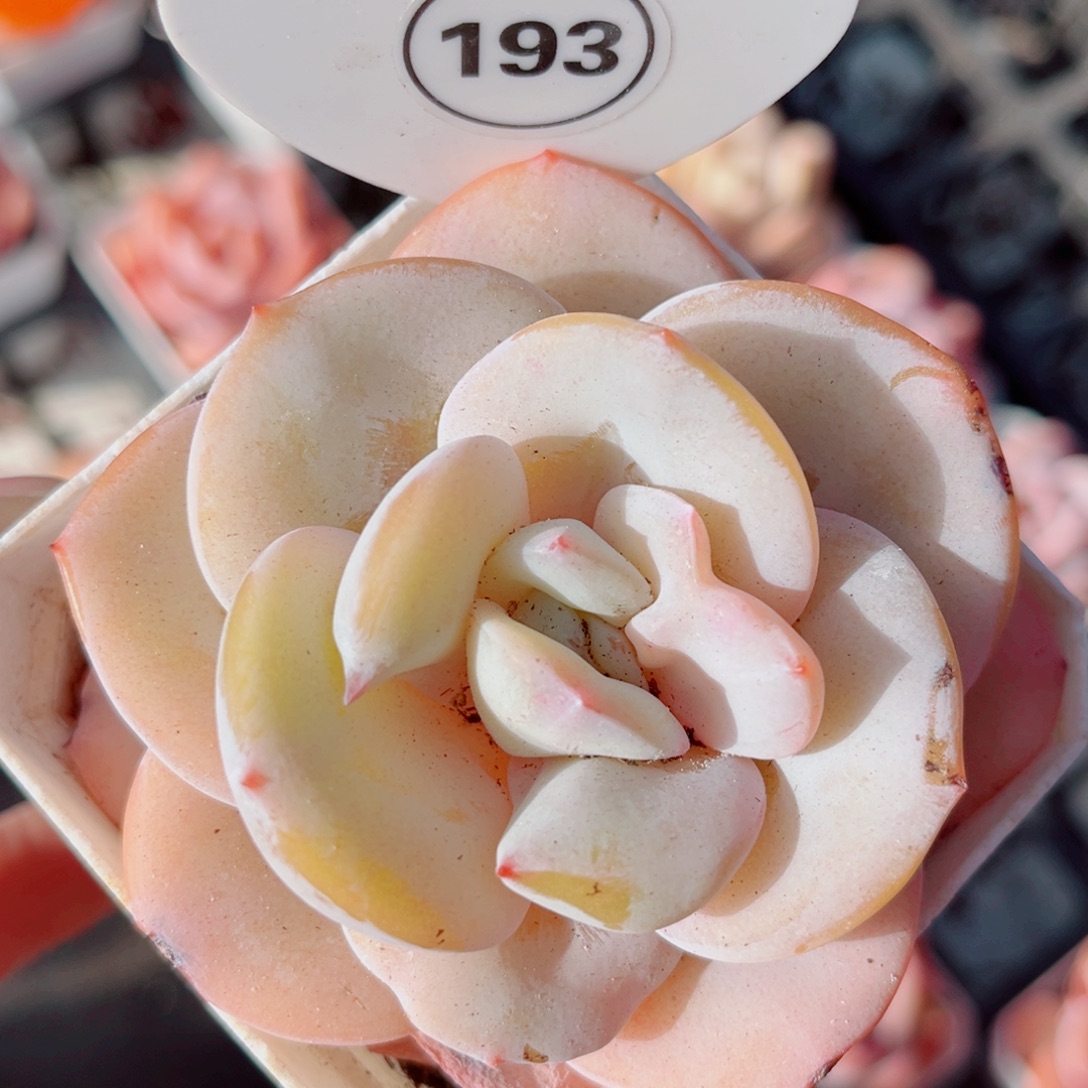 193号小老桩奶茶单头