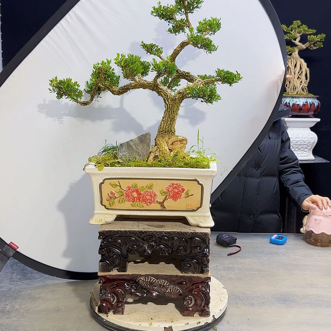 高端黄杨盆景艺术