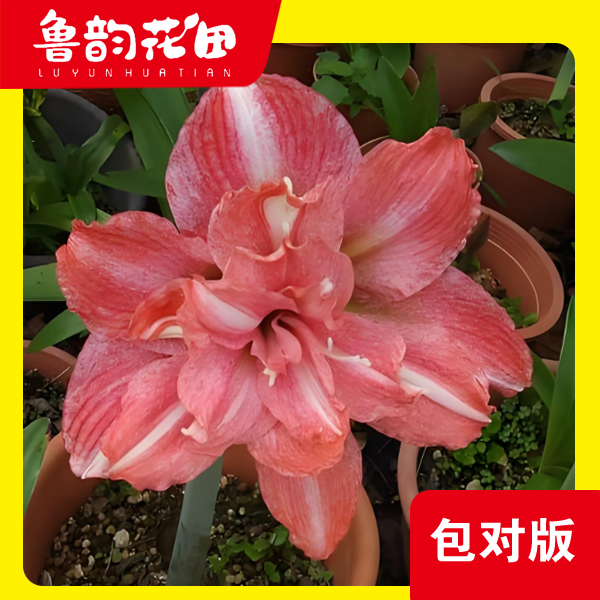 鲁韵花田霓见星  重瓣朱顶红 包对版