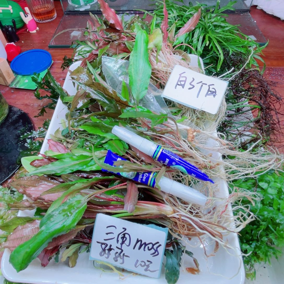 白***白美小呆哇塞套餐一份