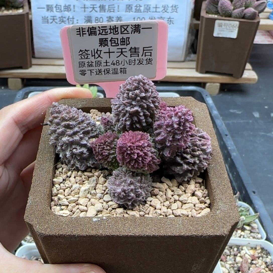 059朱紫玉多肉植物