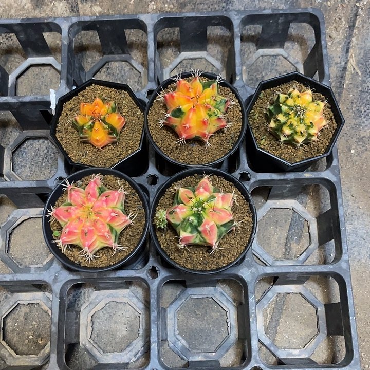 懒*仙人球好好看好漂亮100