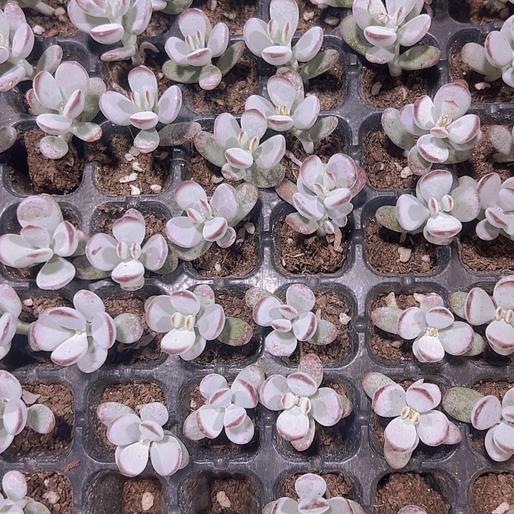 乒乓福娘精品多肉