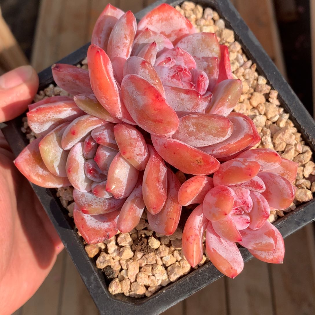 开播福利 逗号的多肉花园 