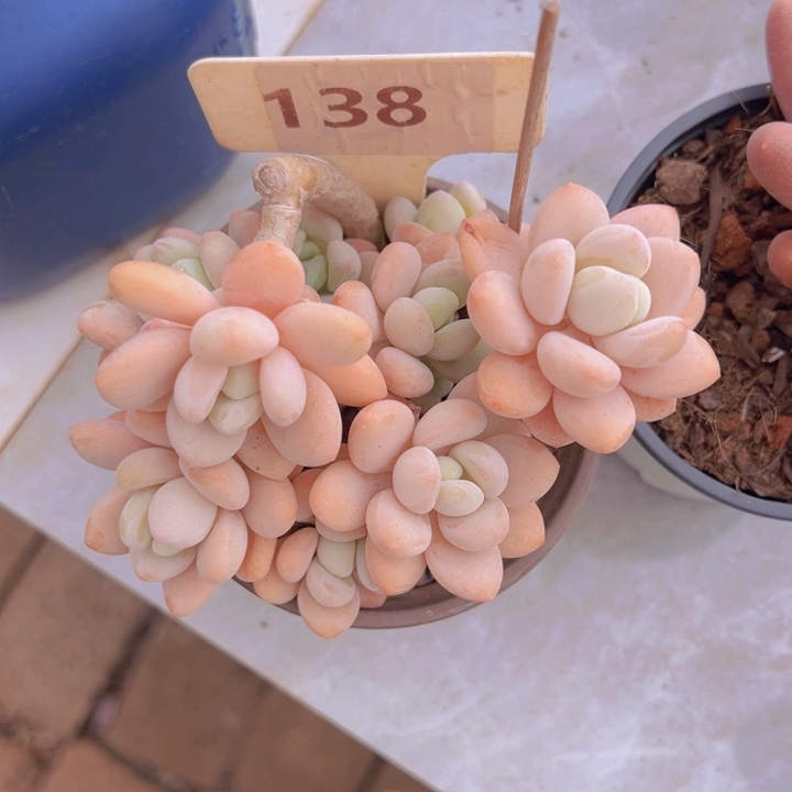 健健康康平平安安