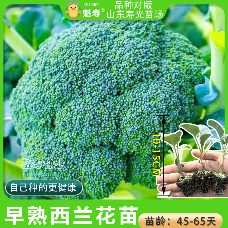 高产西蓝花苗秧苗蔬菜苗新鲜菜苗青花苗易活易种耐寒耐热带土发货