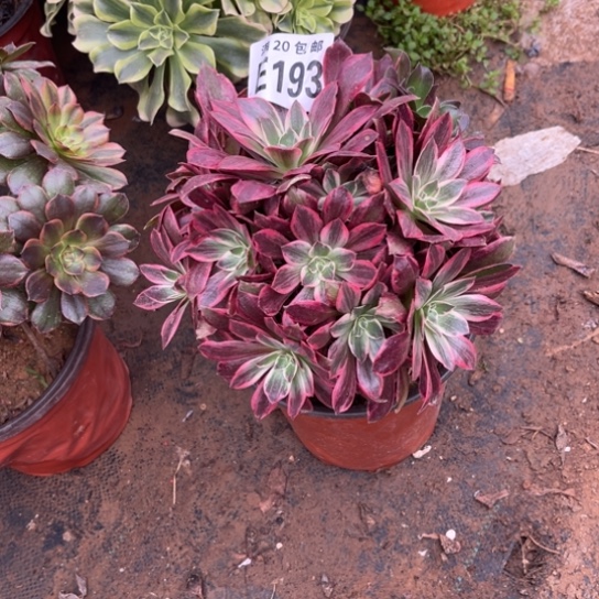 293浣纱法师不包断枝