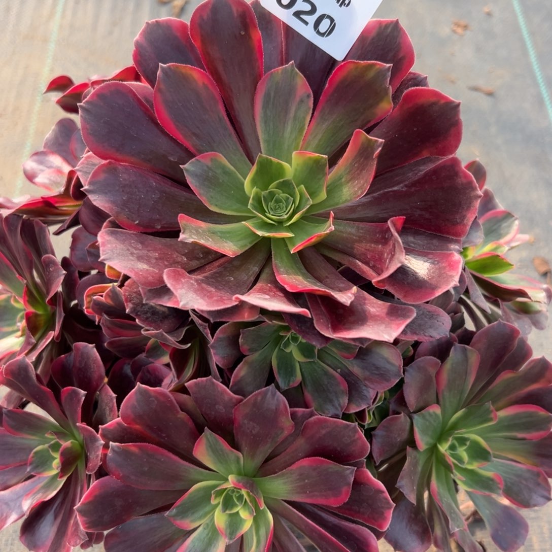 020凤冠，多肉法师