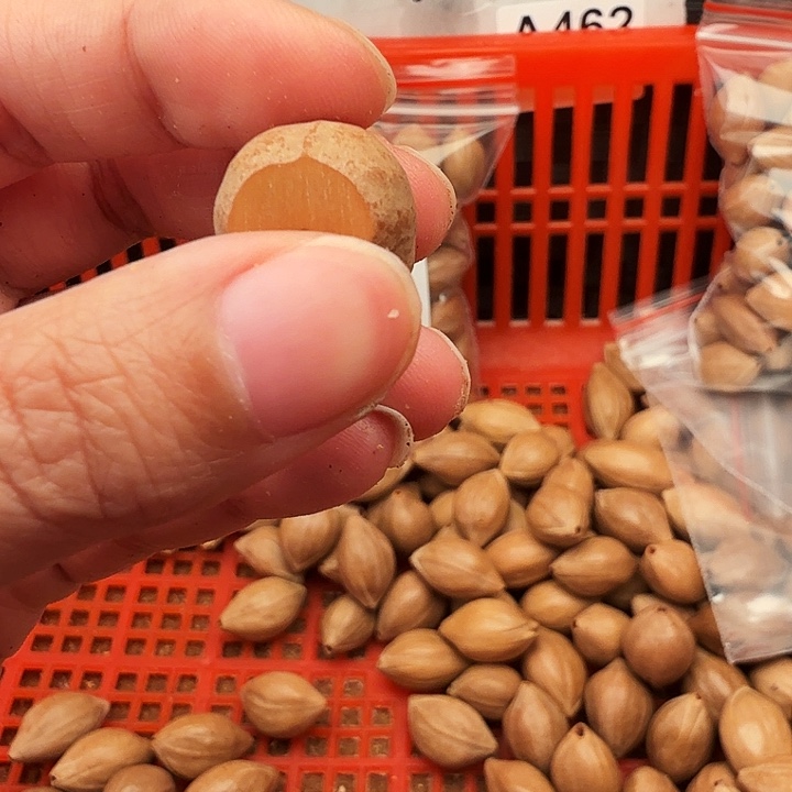 （***）橄榄核手串/手链橄榄