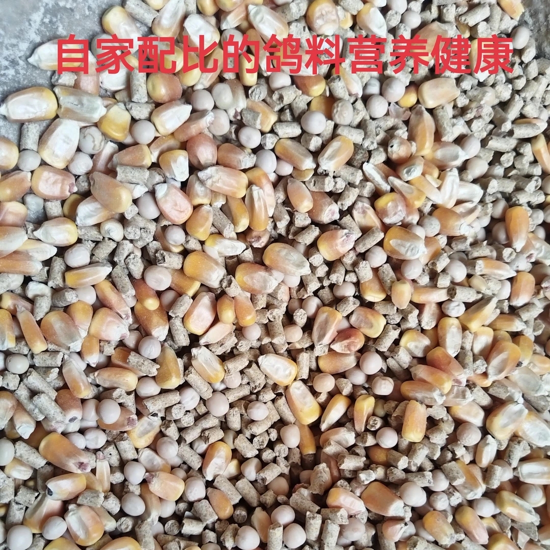 鸽子专用保健砂含玉米豌豆颗粒鸽粮营养丰富鸽子粮